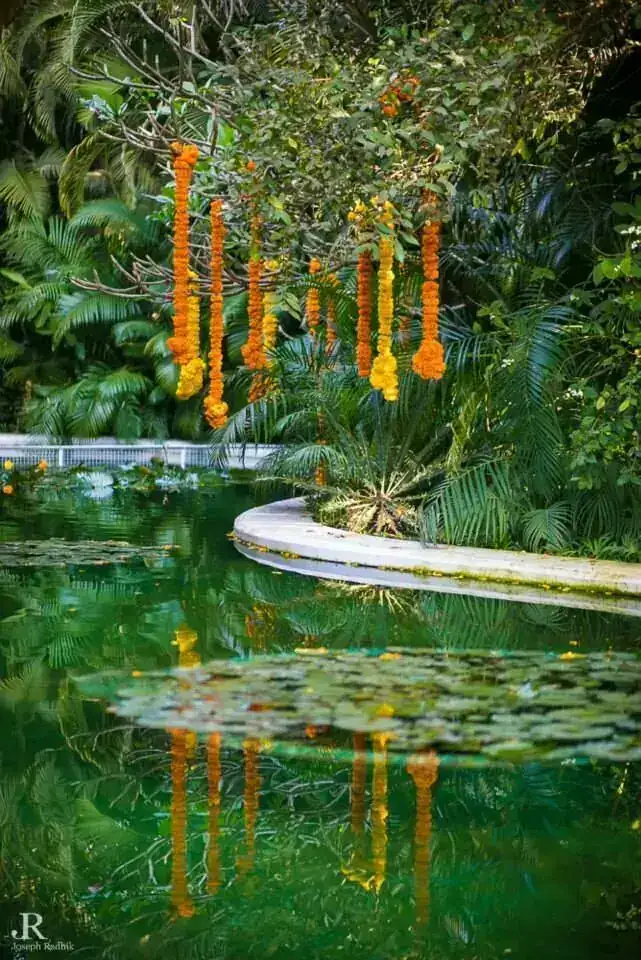 Marigold garlands hanging over the pond at Exotica